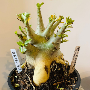 0612 46 Arabicum Hulk x king kong x Dynamo