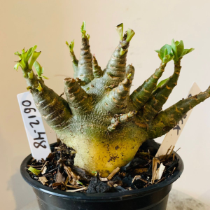 0612 48 Arabicum Black