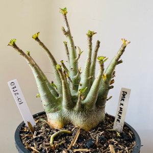 0712 01 Arabicum Pmk x mkmk