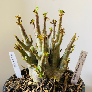 0712 02 Arabicum Yakzaou x black hawk x onyx