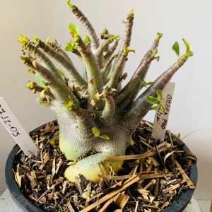 0712 03 Arabicum Green pod x hulk