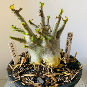 0712 04 Arabicum Yakzaou black hawk x onyx