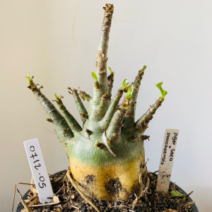 0712 05 Arabicum PBN soco x Dhofarense