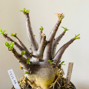 0712 06 Arabicum Yakzaou x black hawk x onyx