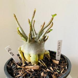 0712 07 Arabicum RDF