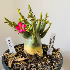 0712 08 Arabicum Green pod x Dynamo