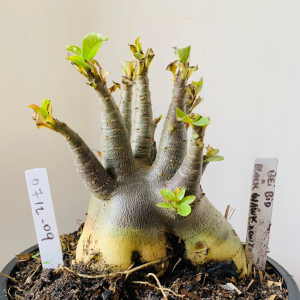 0712 09 Arabicum Bei Bid x black  hawk x onyx