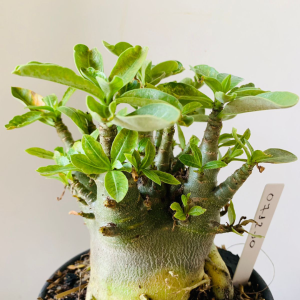 0712 10 Arabicum RDF