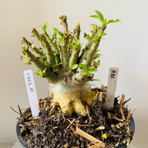 0712 11 Arabicum Rbl