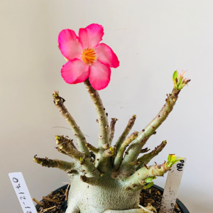 0712 12 Arabicum PBN