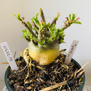 0712 13 Arabicum Tyson