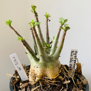 0712 14 Arabicum Dwarf (Ana) bua sila dha