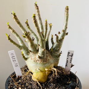 0712 15 Arabicum PBN soco x pmk x mkmk