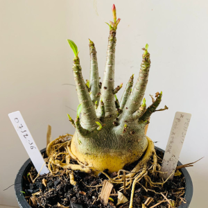 0712 16 Arabicum PBN soco x pmk mkmk