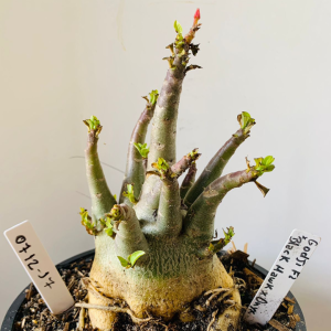 0712 17 Arabicum Godji f2 x black hawk x onyx