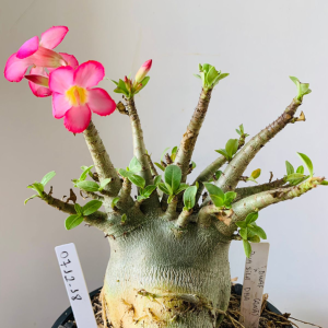 0712 18 Arabicum Dwarf (Ana)x bua sila dha