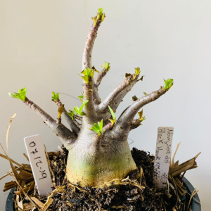 0712 19 Arabicum Nom sod dd black hawk x onyx