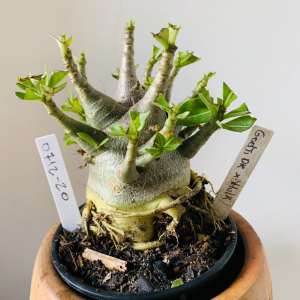 0712 20 Arabicum Godji x hulk