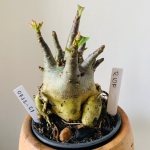 0712 21 Arabicum RDF