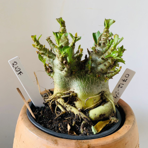 0712 24 Arabicum RDF