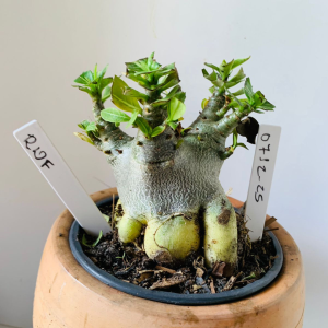 0712 25 Arabicum RDF