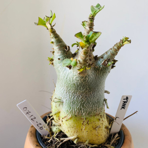 0712 26 Arabicum Tank