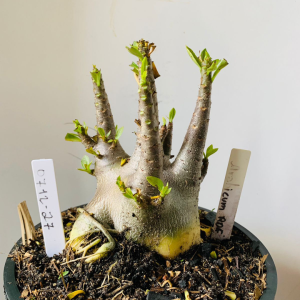 0712 27 Arabicum RDF