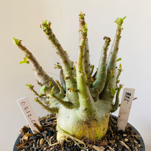 0712 28 Arabicum RBL