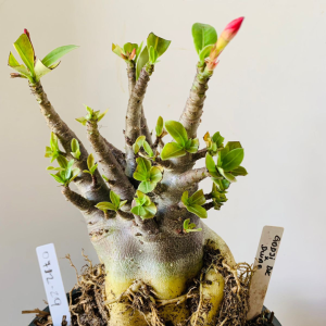 0712 29 Arabicum Godji x Dwarf