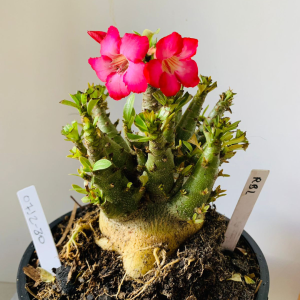 0712 30 Arabicum RBL