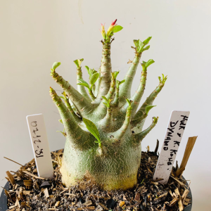 0712 31 Arabicum Hulk x king kong x Dynamo