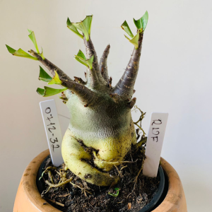 0712 32 Arabicum RDF