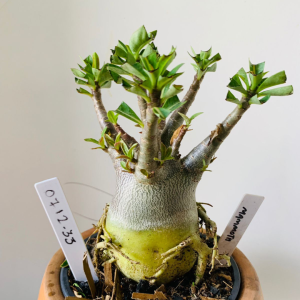 0712 33 Arabicum Mammoth