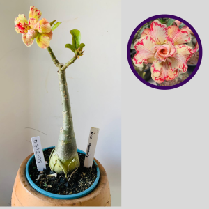 0712 03 Rosa do Deserto Miss Rondônia