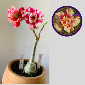 0712 06 Rosa do Deserto Tropical lover