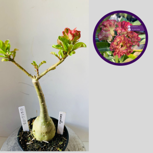 0712 07 Rosa do Deserto Especialle