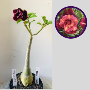 0712 08 Rosa do Deserto Black Hole