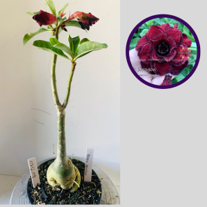 0712 09 Rosa do Deserto Black Dragon