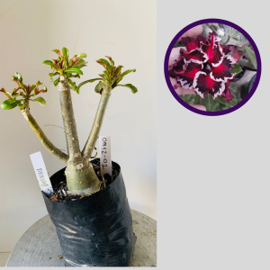 0912 01 Rosa Do Deserto Akashi