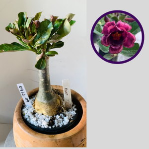 0912 04 Rosa do Deserto Pinot