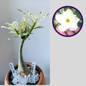 0912 05 Rosa do Deserto Variegata Amarela Dobrada