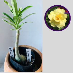 0912 06 Rosa do Deserto Ultimate Yellow