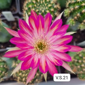 Lobivia Hibridas (VS 21)
