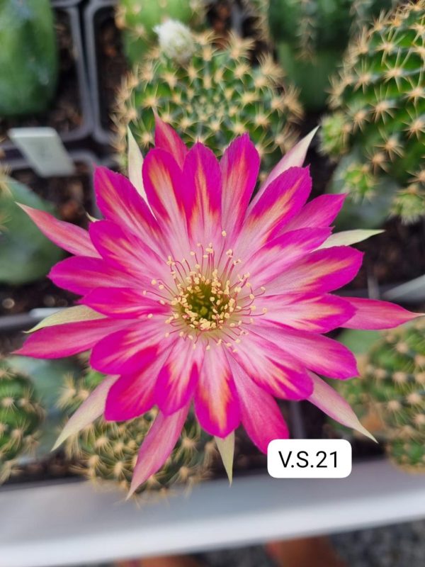 Lobivia Hibridas (VS 21)