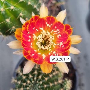 Lobivia Hibridas (WS 261)