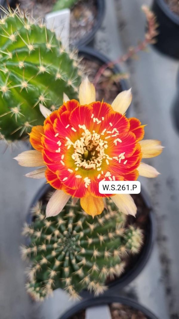 Lobivia Hibridas (WS 261)