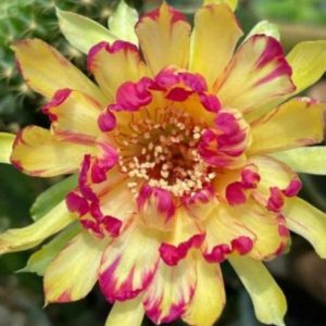 Lobivia Hibridas (SP 30)