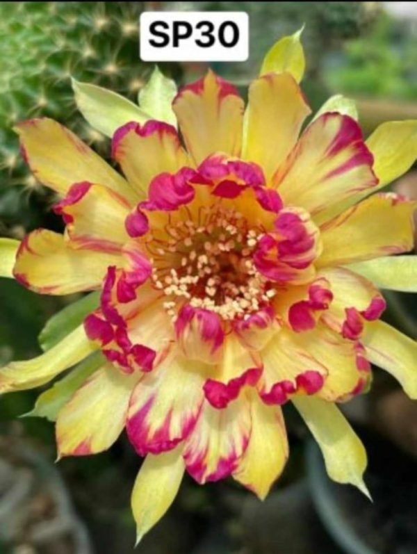 Lobivia Hibridas (SP 30)