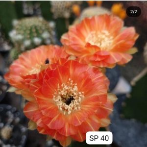 Lobivia Hibridas (SP 40)