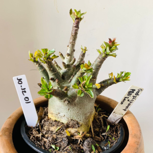 1012 01 Arabicum Godji Champ X Pbn Soco